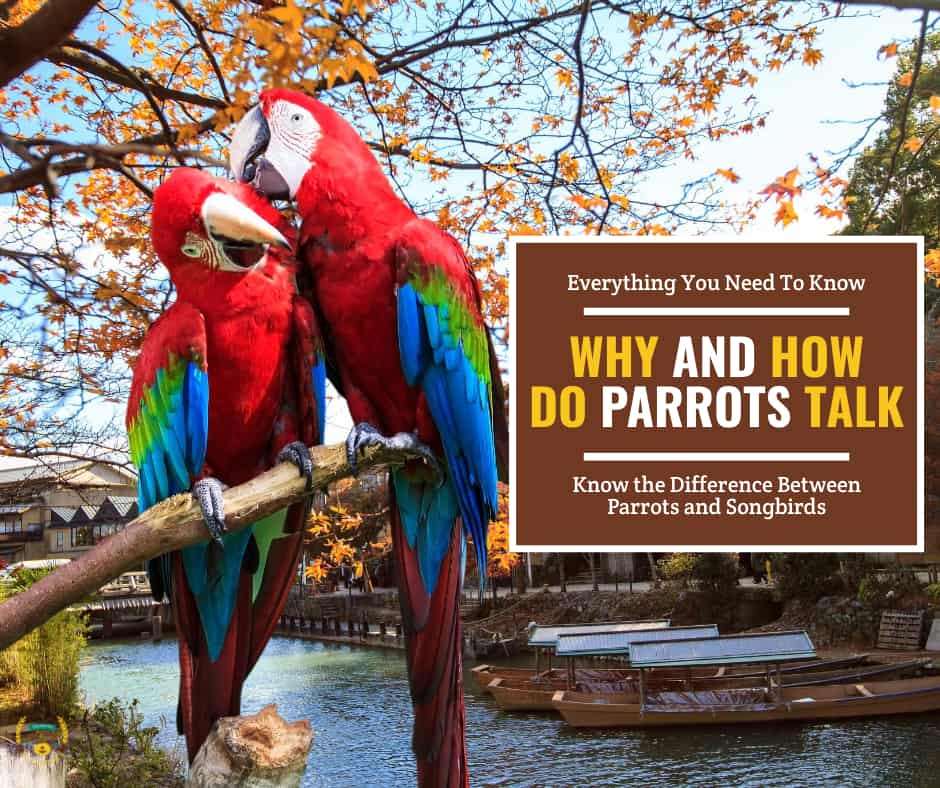 Why and How Do Parrots Talk? Reasons Explained