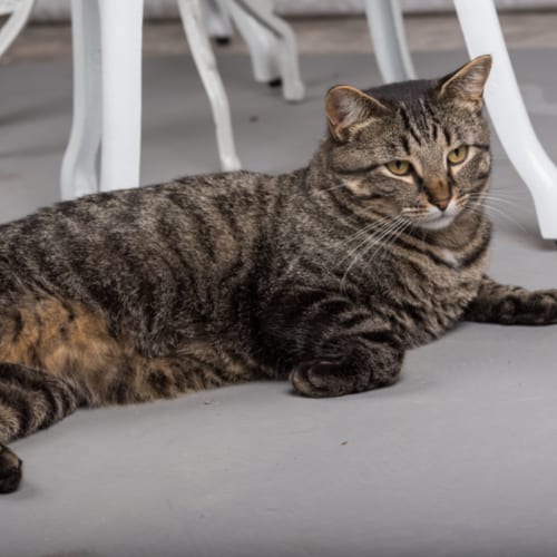 How Many Kittens Can A Cat Have? Exploring Cat Litter Sizes