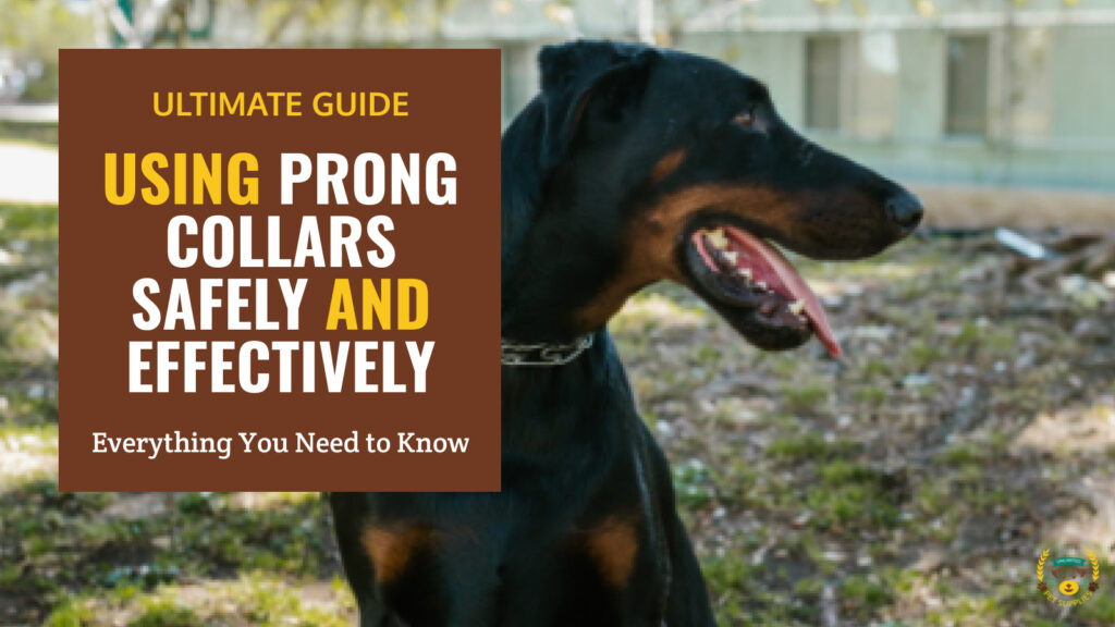 Master Prong Collars Ultimate Guide on Using Them Safely