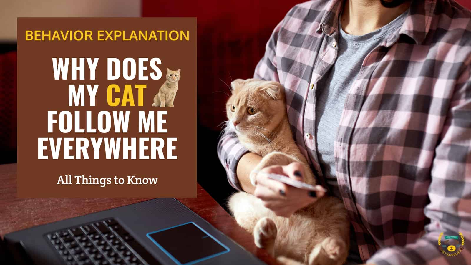 Why Does My Cat Follow Me Everywhere All Things to Know