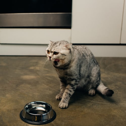 Why Is My Cat Throwing up Undigested Food?
