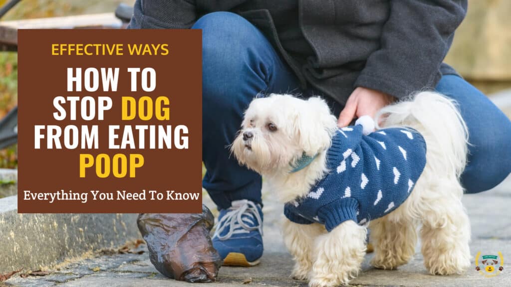 How To Stop Dog From Eating Poop? End the Gross Habit