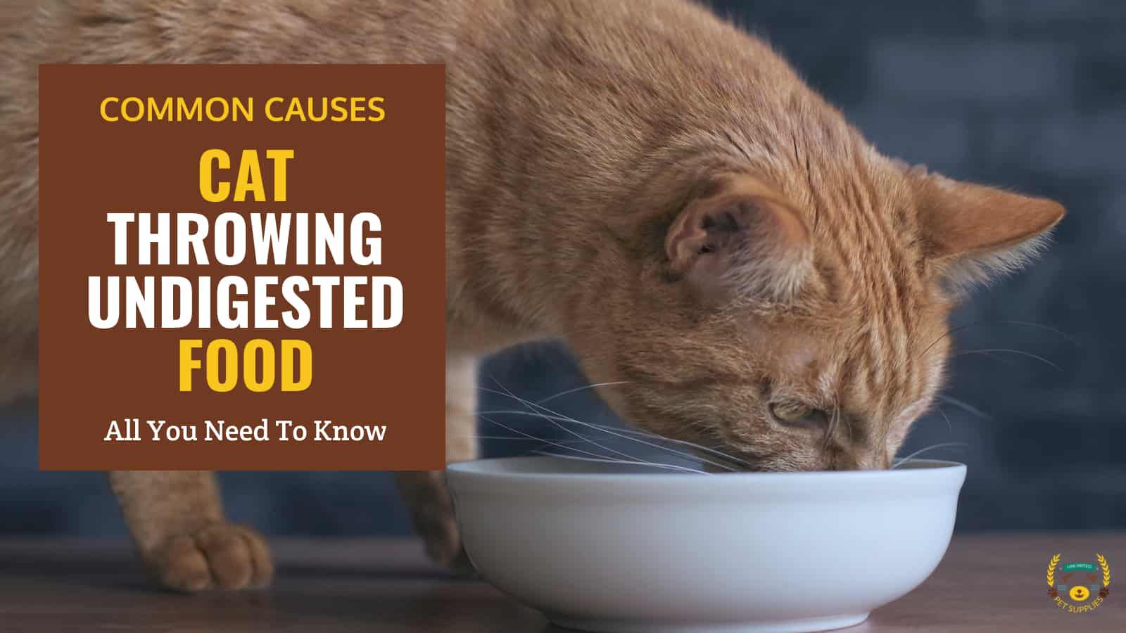 Why Is My Cat Throwing up Undigested Food?