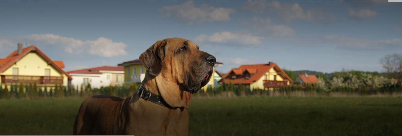 Large Dog Friendly Hotels in USA. Find Pet Friendly Hotels that accept