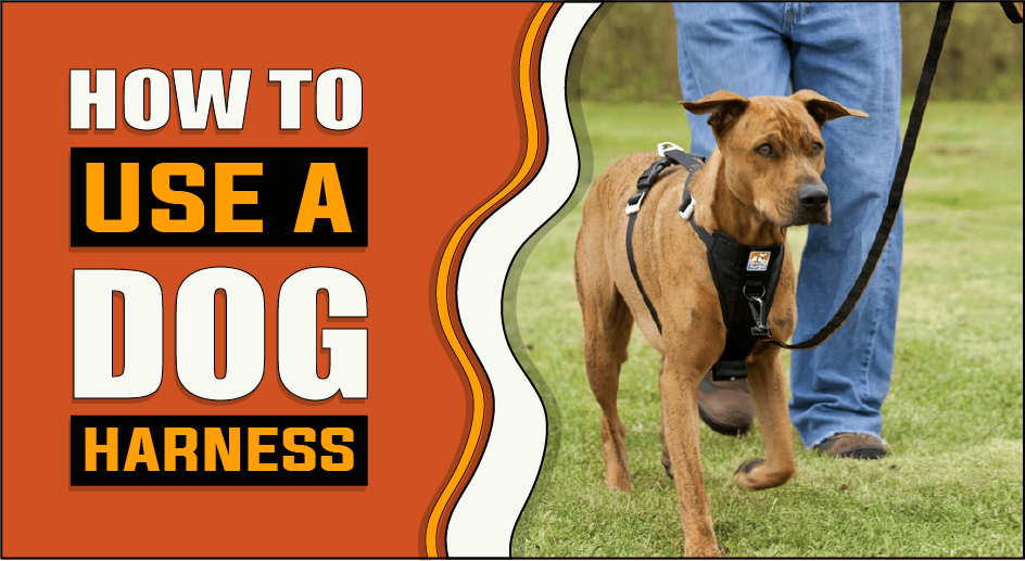 How To Use A Dog Harness Know Before You Buy