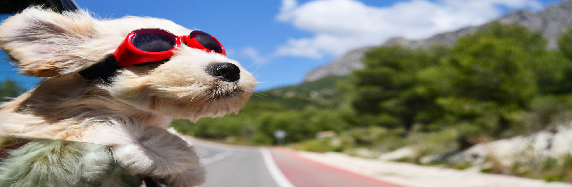 Pet Transportation Pet Travel Scheme Pet TaxiTurkey