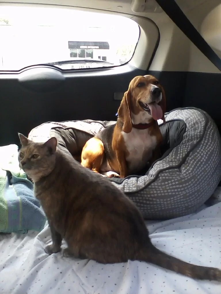 Photos of Our Pet Moving Services Pet Van Lines