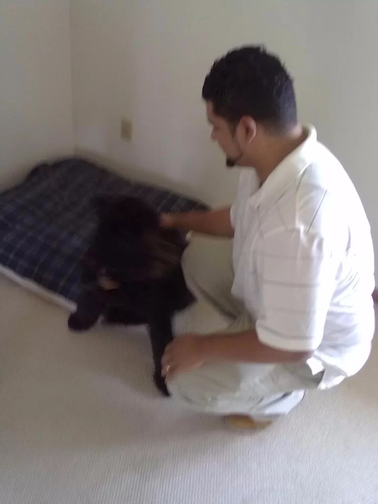 Photos of Our Pet Moving Services Pet Van Lines