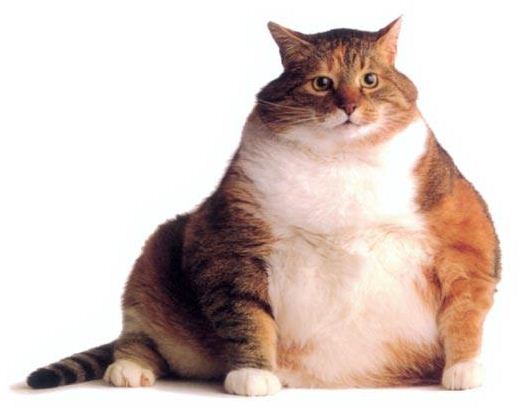 Your New Year’s Resolution Should Involve Your Pets Harmony Animal