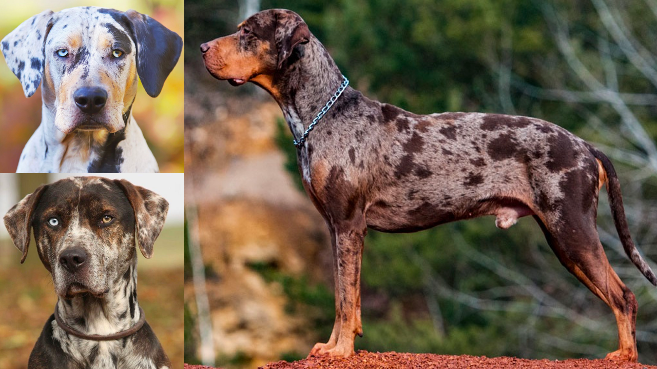 Top 18 Most Popular Catahoula Leopard Dog Mixes