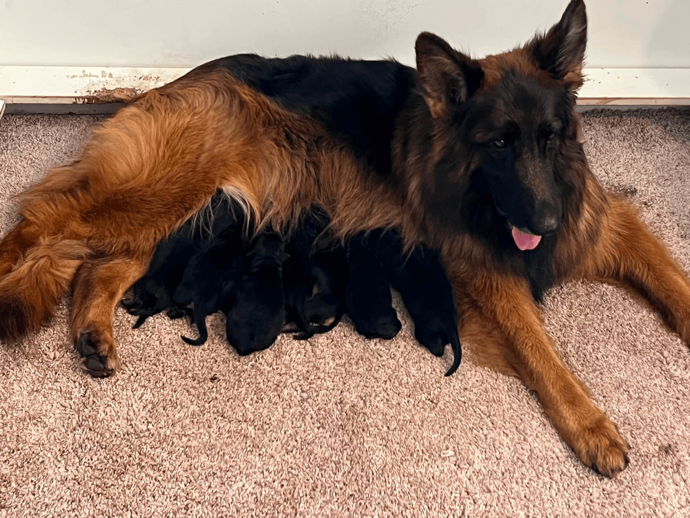 Top 10 Most Reputable German Shepherd Breeders in Oregon (OR)