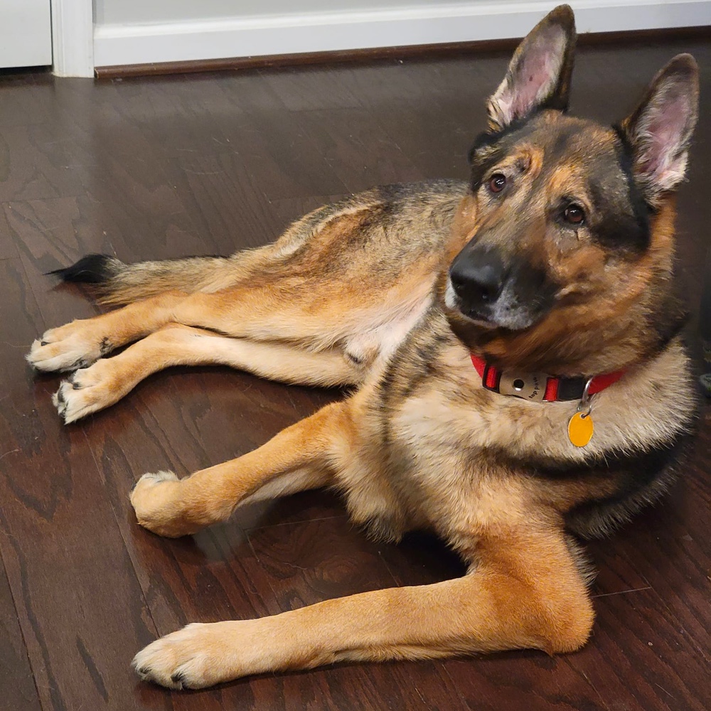 Top 3 Best German Shepherd Rescues in Virginia
