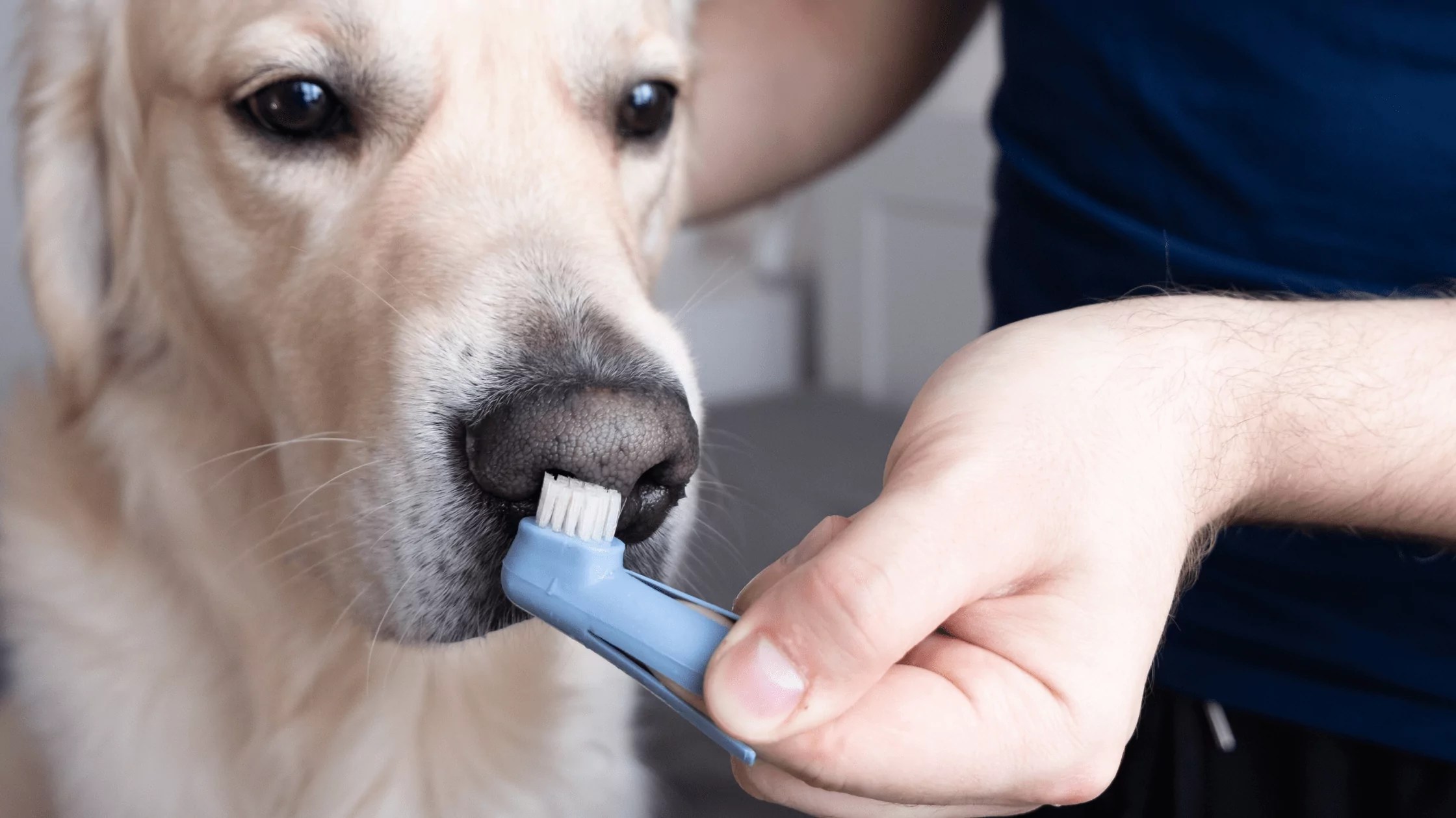 Should I Brush My Pet’s Teeth? PetWellClinic