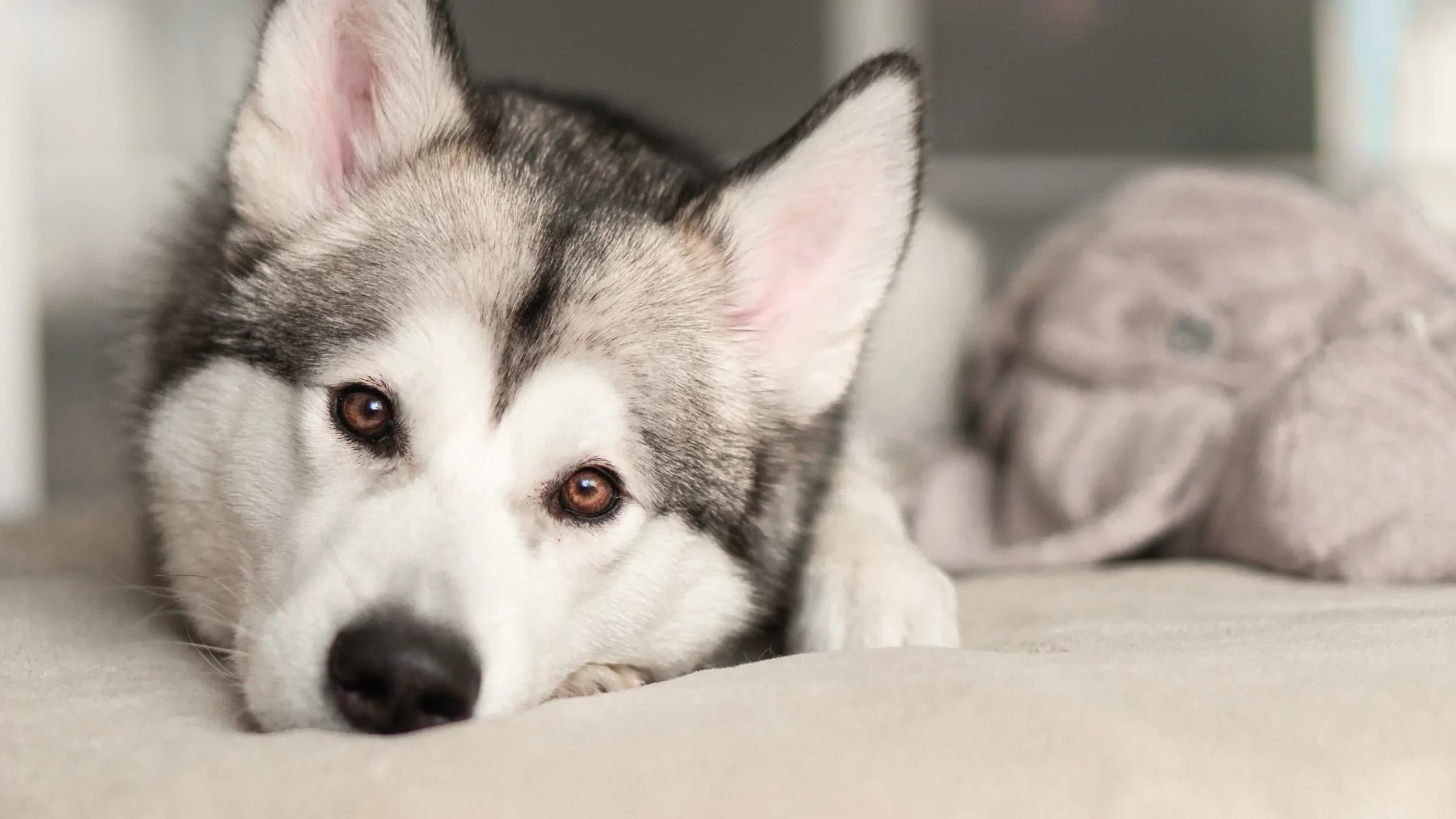 Dog Shedding How to Control It When It’s Out of Control PetWellClinic