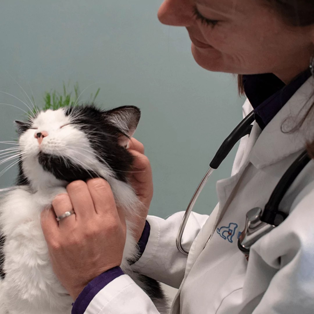 The 7 Most Common Viruses and Diseases in Cats PetWellClinic