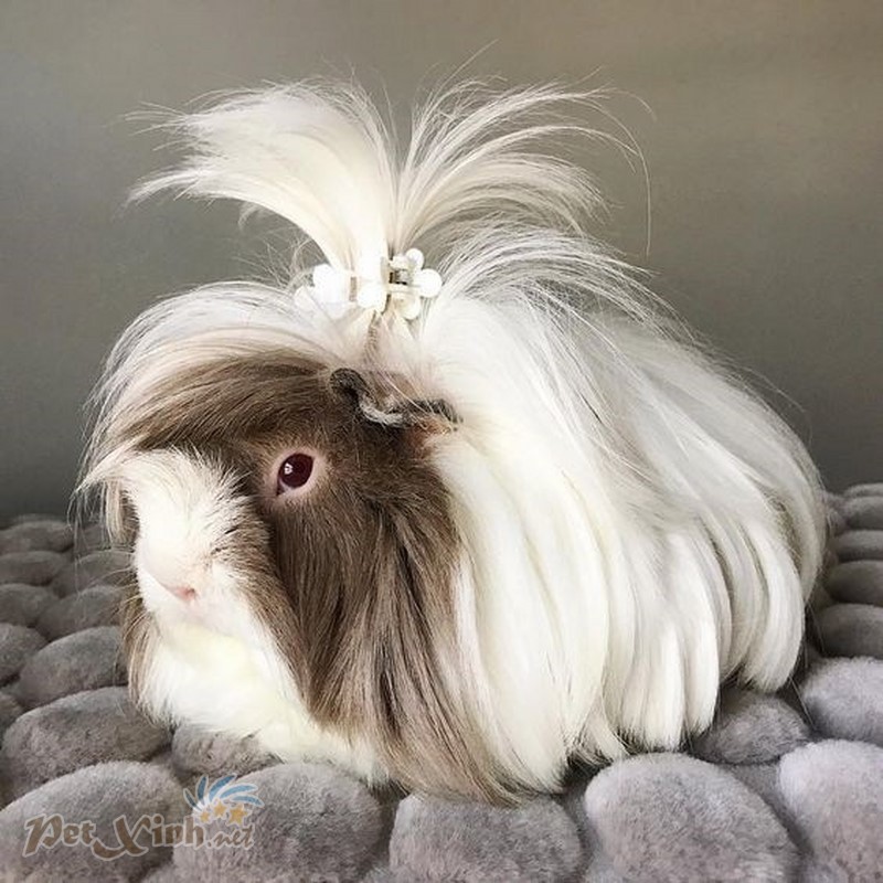Bọ ú lông xù Guinea Pig Gò Vấp TP.HCM