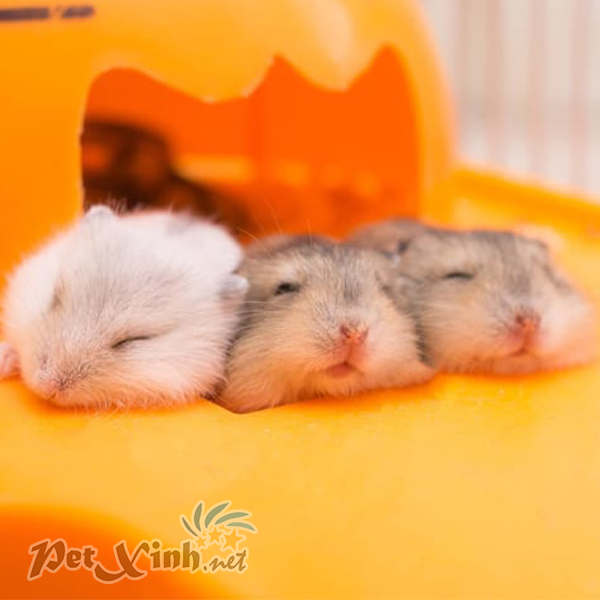 PetXinh Shop Hamster Gò Vấp Tp.HCM uy tín chất lượng
