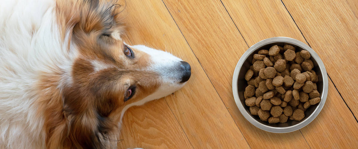 Best Insect Dog Foods Reviewed for 2023 Petz