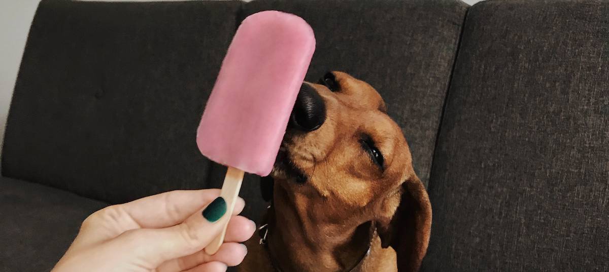 Homemade Dog Ice Lolly Recipes Petz