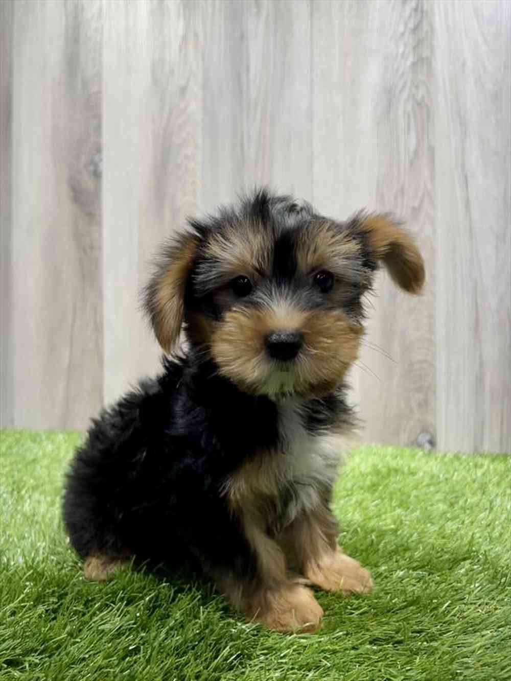Yorkie Puppy for sale Pet Zone Albany