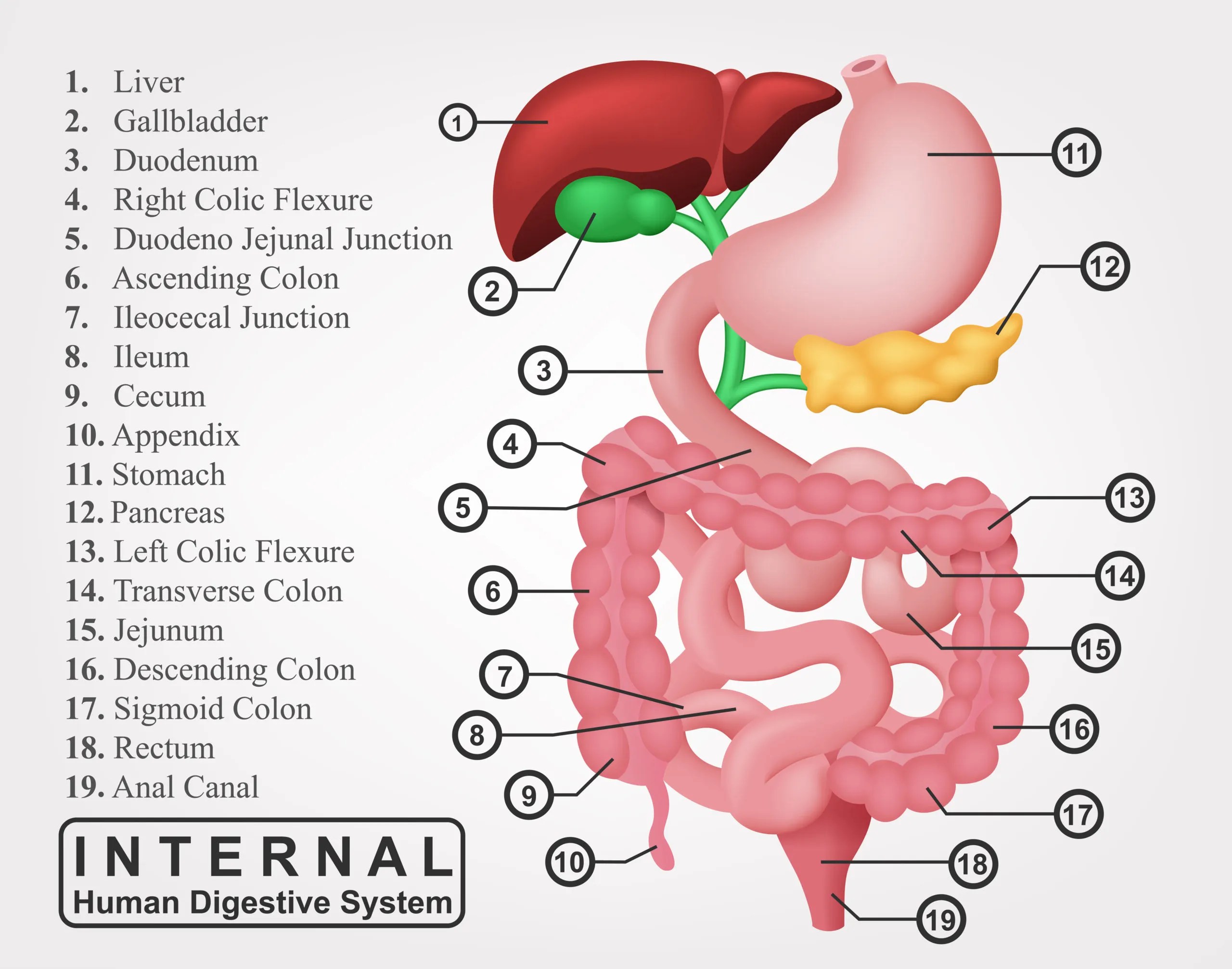 5 Steps to Relieve IBS Peyton Principles