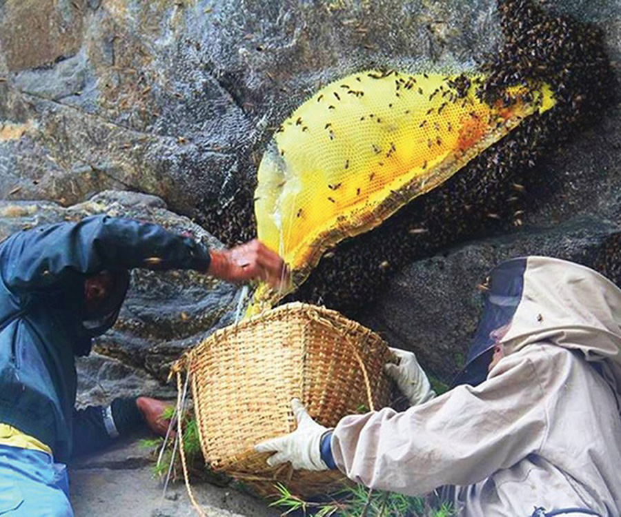 HONEY HUNTERS Polish Film Festival in America