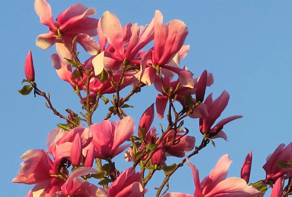 Bäume jetzt bestellen im Herbst die Zukunft gestalten! Gartenwelt
