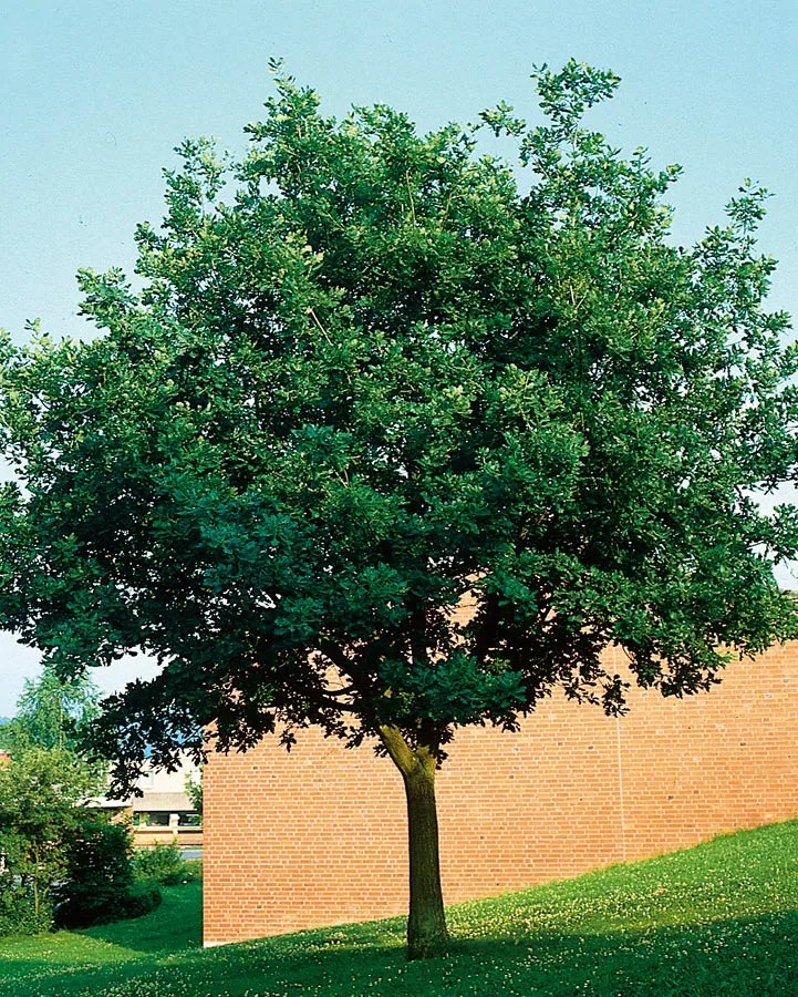 Quercus petraea Gartenwelt Scheller Die Baumschule im Süden von München