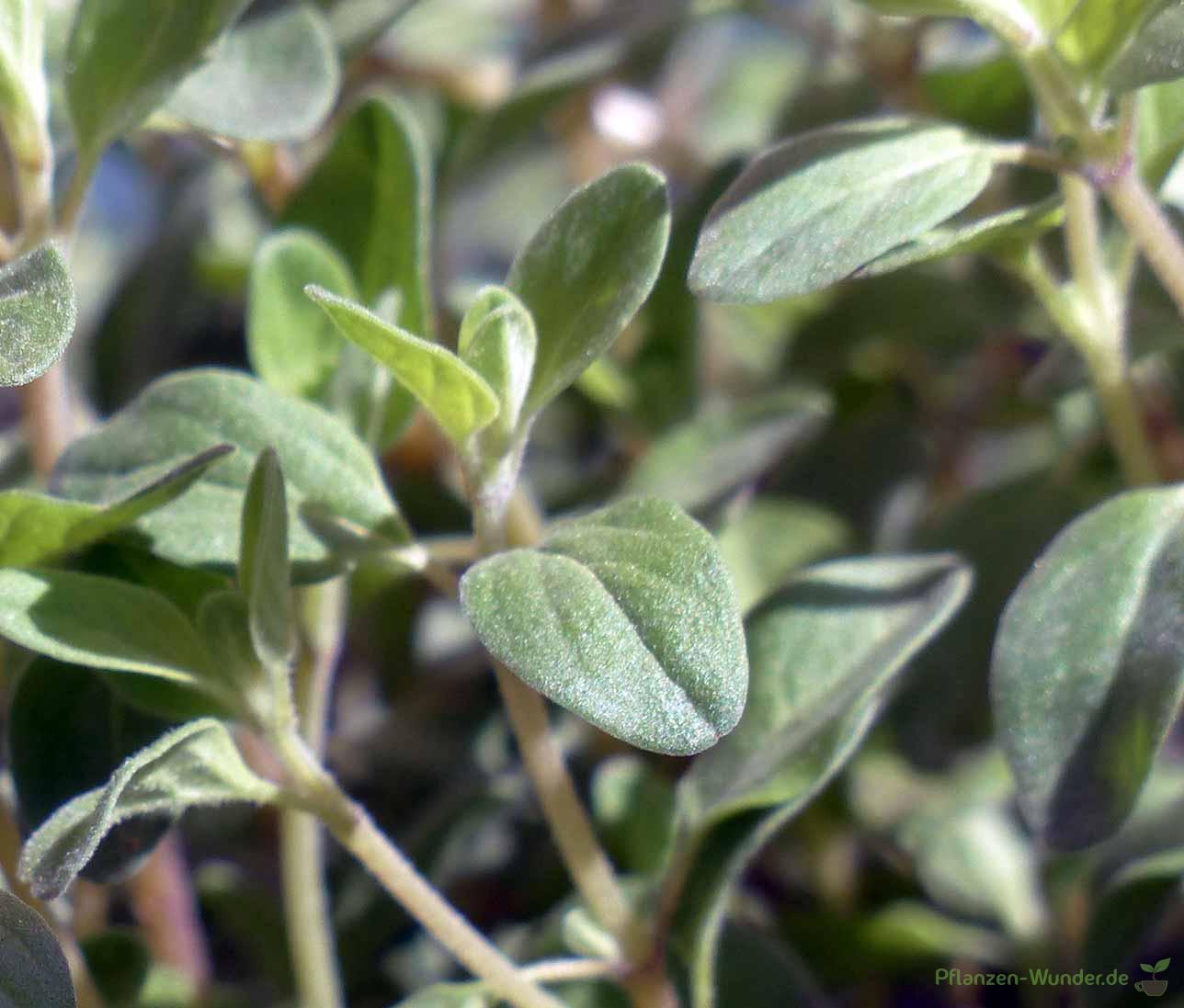 Oregano PflanzenWunder