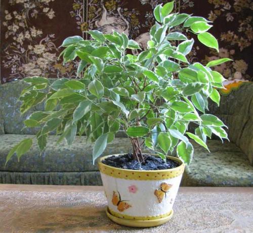Ficus benjamina (F. benjamini) Pflege Pflanzenfreunde