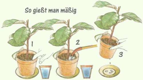 Ficus benjamina (F. benjamini) Pflege Pflanzenfreunde