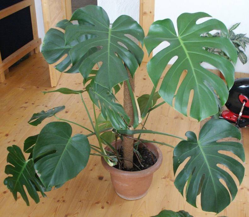 Monstera (Fensterblatt)