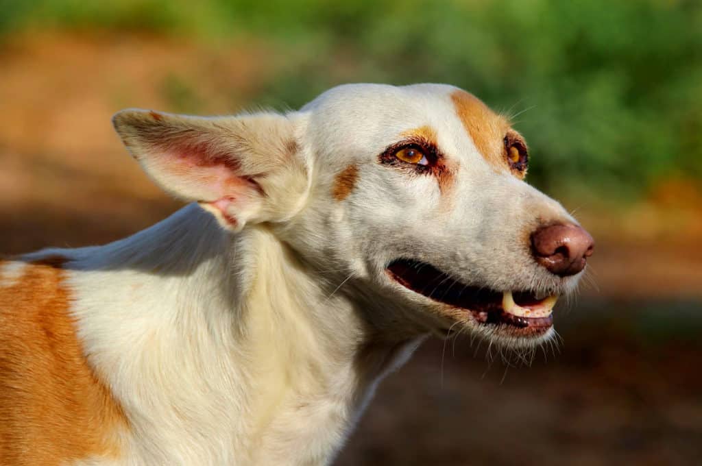Hunde Suchen Ein Zuhause Sachsen