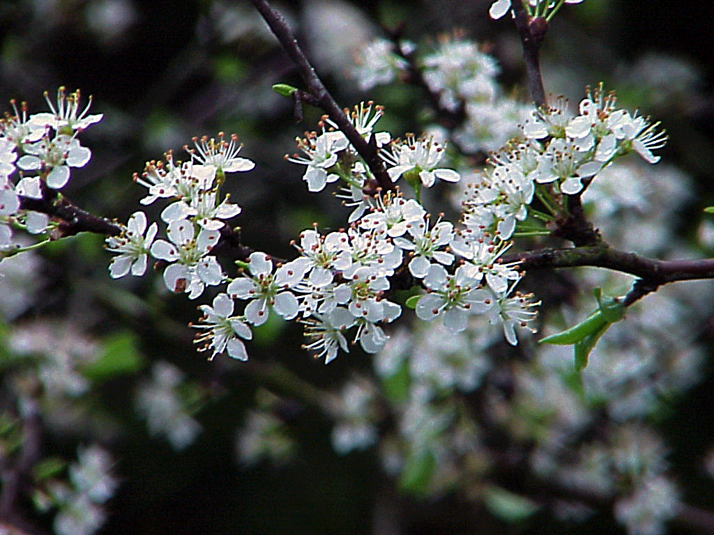Wild Texas Plums MarysBlog