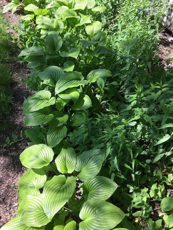 Editing the Hosta Border—Deadheading and Tidying Real Life