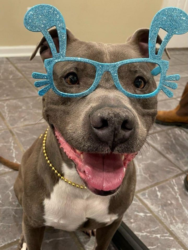 Do Electric Dog Fences Work On Pit Bulls