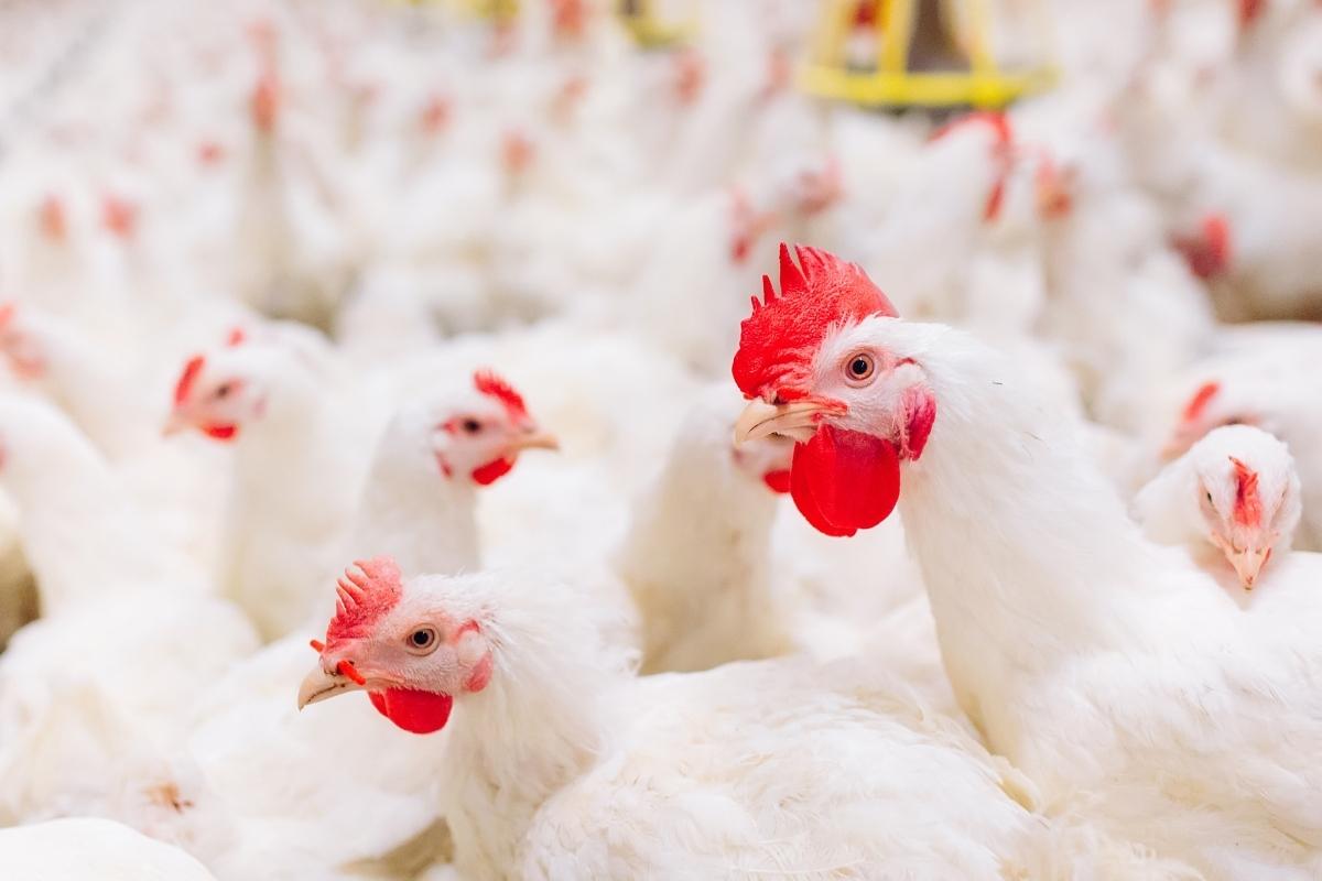 Isolation and partial characterization of Salmonella Gallinarum