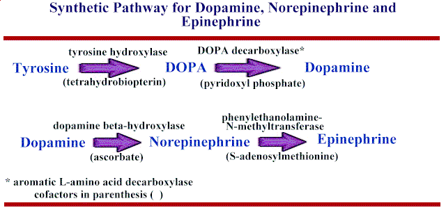 Medical Pharmacology Autonomic Nervous System Pharmacology