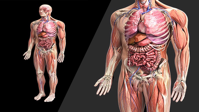 Anatomy and Physiology pharmacy Study material, Important Questions