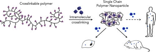 Singlechain polymer nanoparticles in controlled drug delivery and