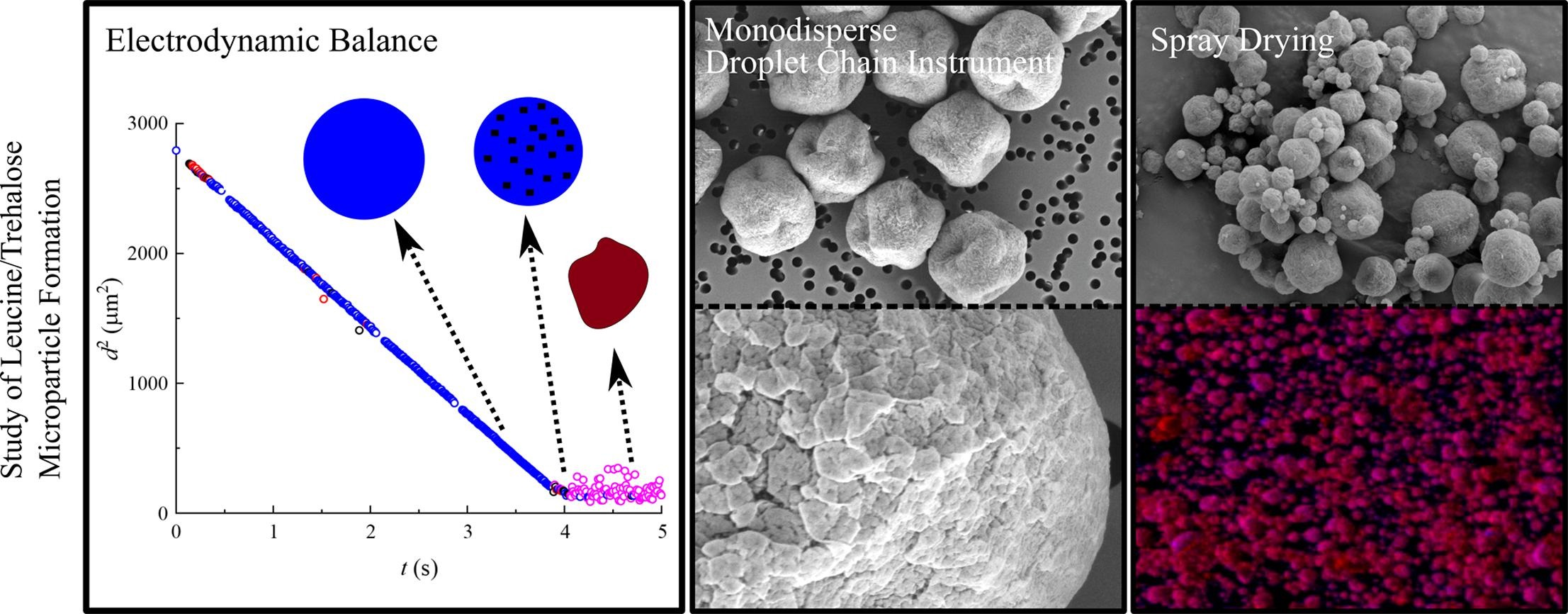 On the particle formation of leucine in spray drying of inhalable