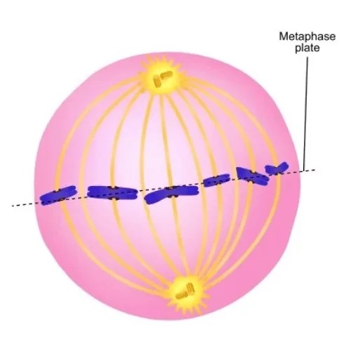 Metaphase in Mitosis and Meiosis (Metaphase 1 and 2), Diagram - PhD Nest