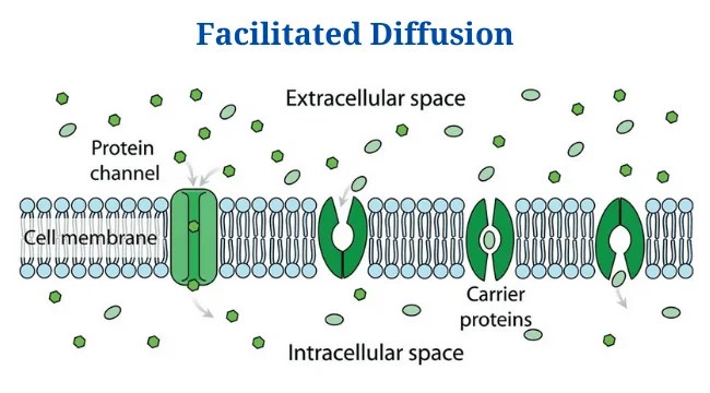 Facilitated Diffusion: Definition, Principle, Examples - PhD Nest