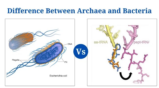 Archaea Vs Bacteria: Definition, 17+ Differences and Examples - PhD Nest