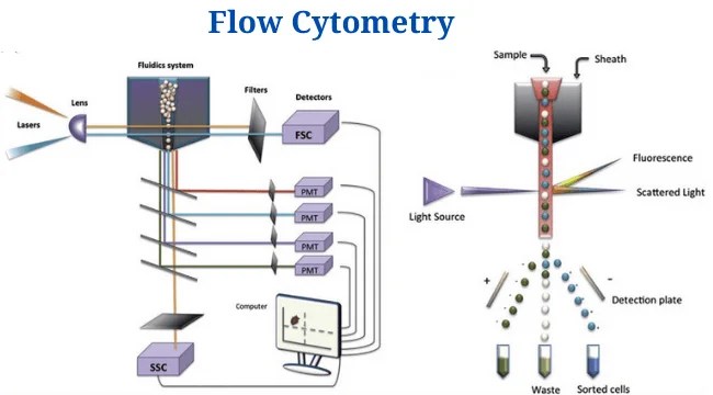 Flow Cytometry Diagram