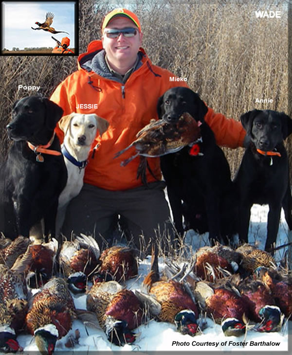 Pheasant Hunting South Dakota Pheasant Hunt,Guide,Outfitters