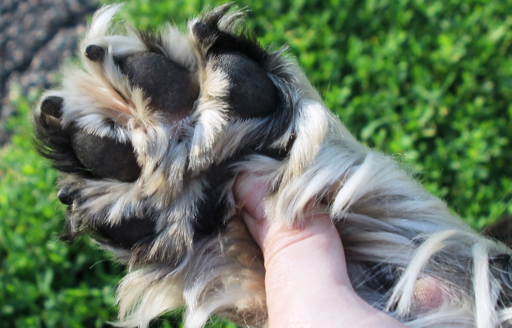 Why Do Dogs Bite Their Dew Claws