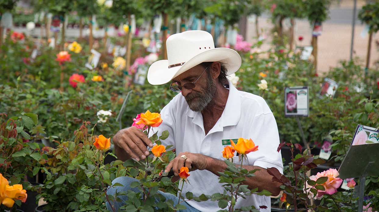 Autumn Rose Care Phoenix Home & Garden