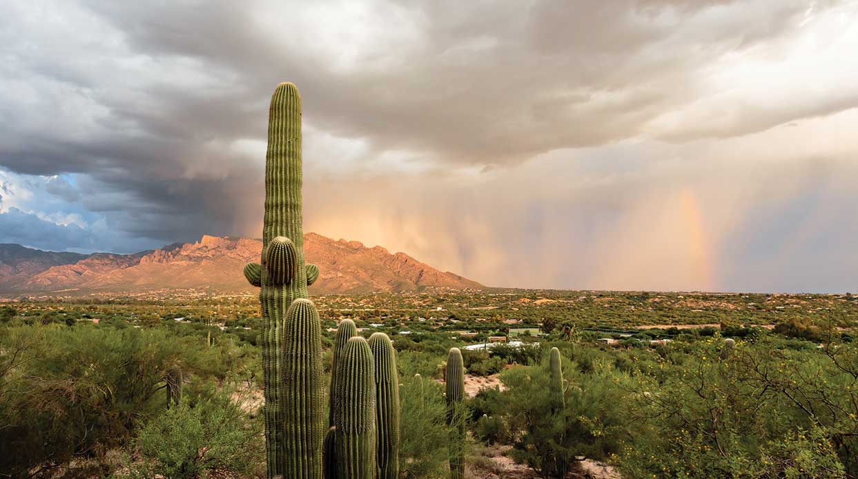 How to Maximize Rainfall in the Arizona Desert Phoenix Home & Garden