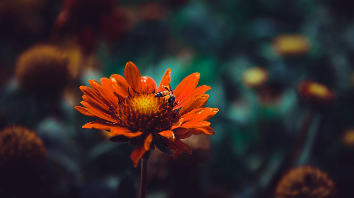 Plants That Can Survive the Arizona Heat